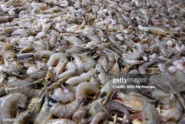Gulf Coast shrimp moves along a production line at Lafitte Frozen Seafood Corporation on August 16, 2010 in Lafitte, Louisiana. During a tour of the...