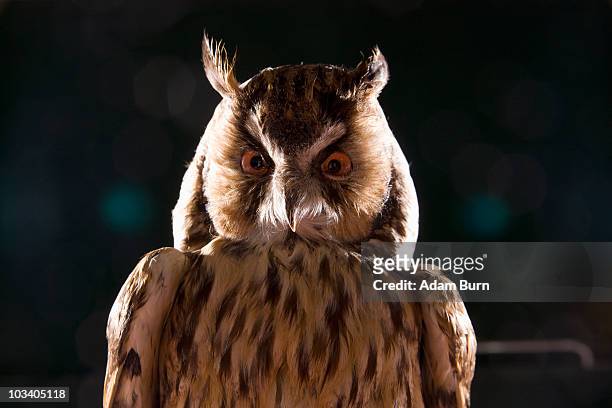 a taxidermic owl - taxidermy stock pictures, royalty-free photos & images