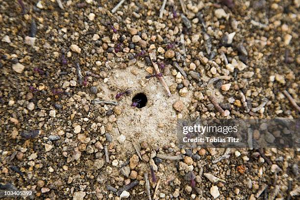 Detail Of Ants Around A Nest, Foto de stock