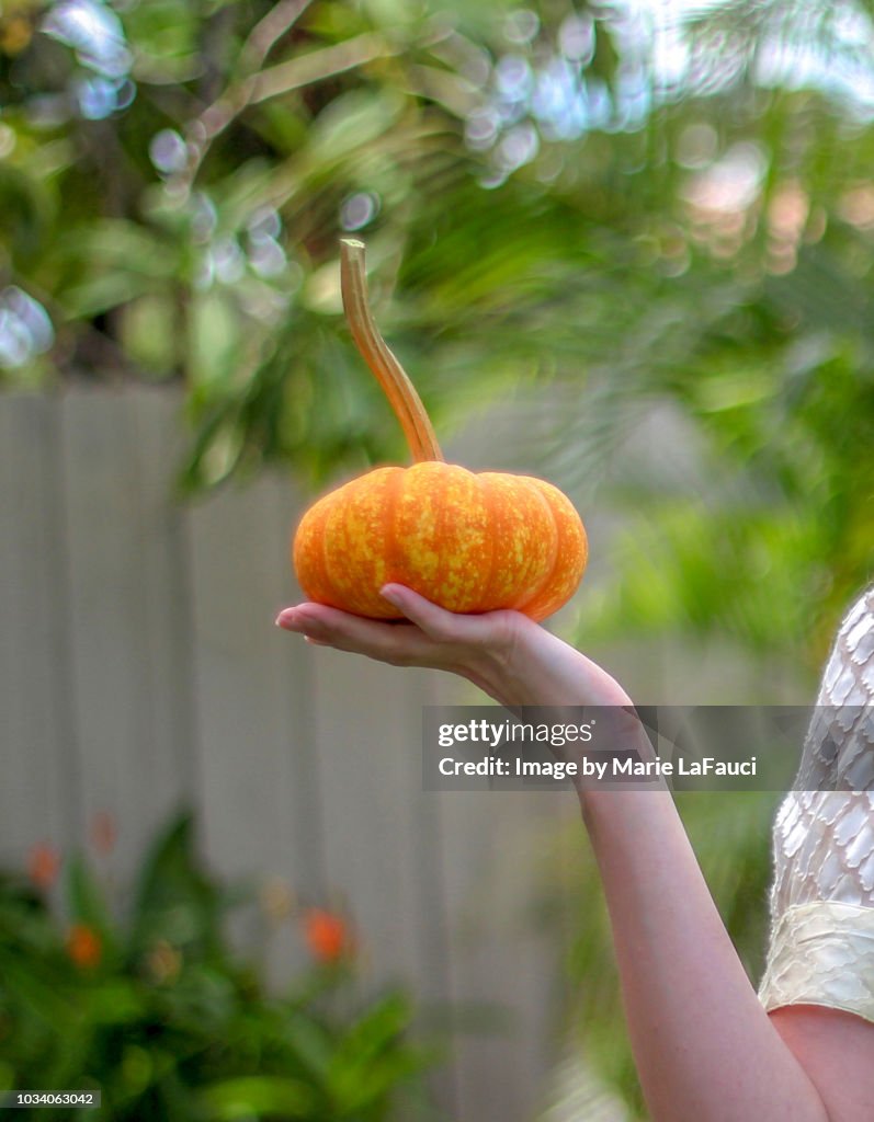 Hand holding miniature pumpkin