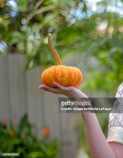 hand holding miniature pumpkin - pumpkin harvest 個照片及圖片檔