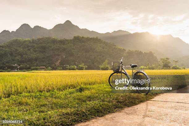 bicycle standing in a rice field near lac village, mai chau valley, vietnam. - cycling vietnam stock-fotos und bilder