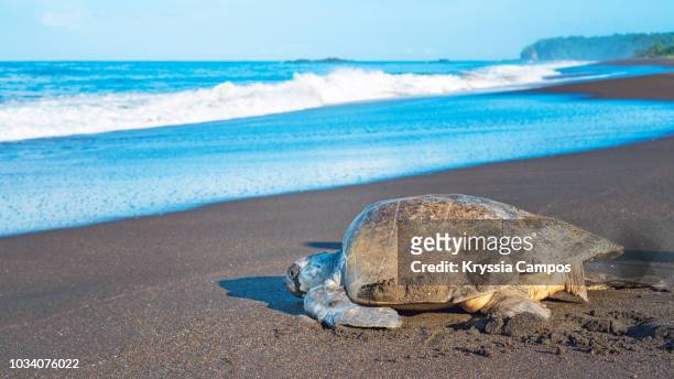 olive ridley sea turtle returning to the ocean after laying its eggs on the beach, costa rica - laying egg stock pictures, royalty-free photos & images