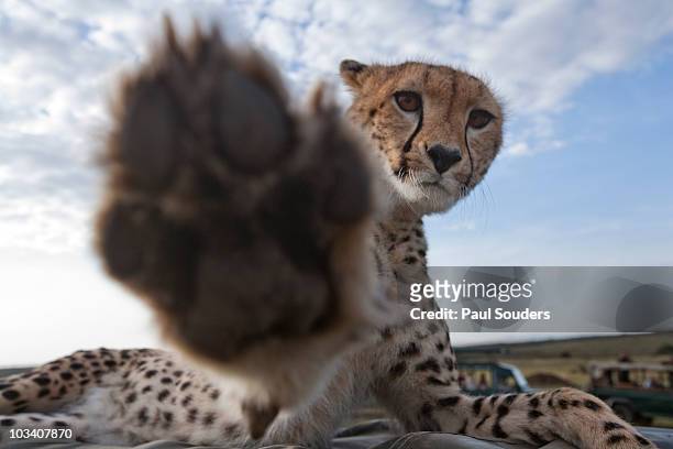 Cheetah Raises Paw, Masai Mara Game Reserve, Kenya