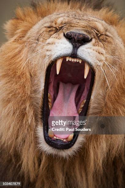 yawning lion, mara game reserve, kenya - löwe schnauze stock-fotos und bilder