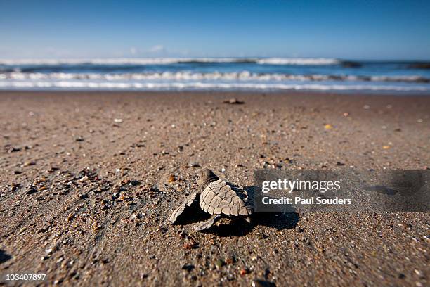 hatchling sea turtle, costa rica - pacific ridley turtle stock pictures, royalty-free photos & images