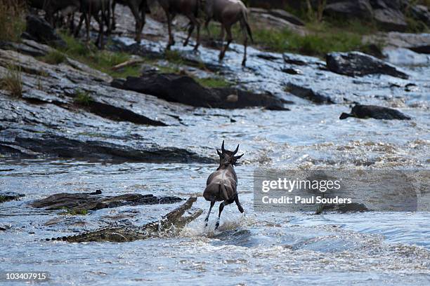 serengeti migration, masai mara, kenya - river mara stock pictures, royalty-free photos & images