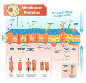 Membrane proteins labeled vector illustration. Detailed structure scheme.