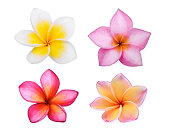 collection of frangipani (plumeria) flower isolated on white background, tropical flower