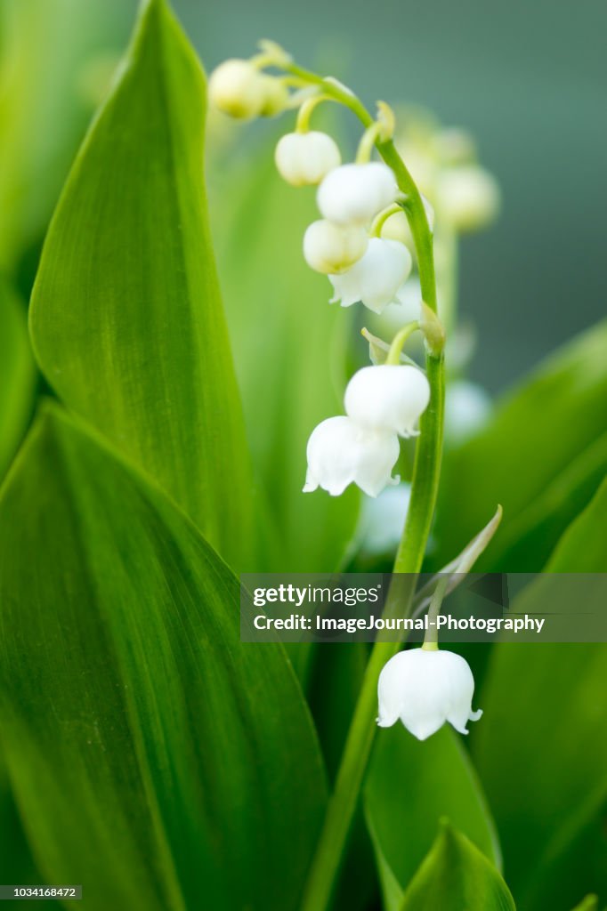 Lily of the Valley