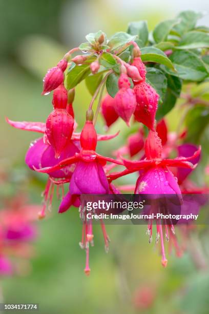 pink fuchsia - fuchsia flower stock pictures, royalty-free photos & images