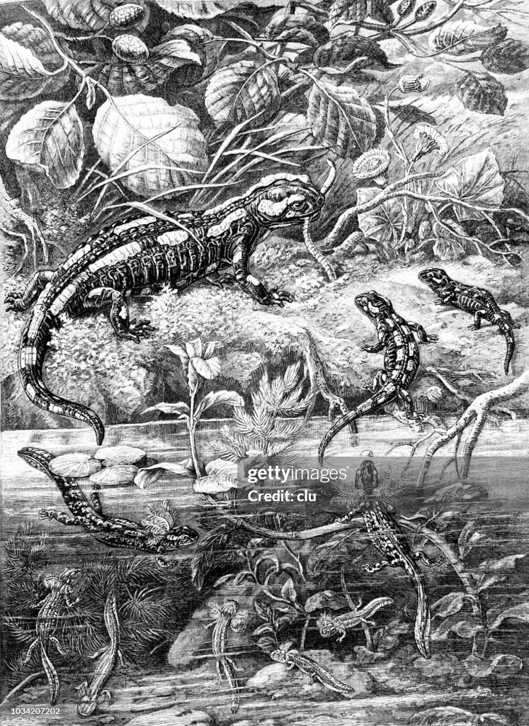 The fire salamander and its development stages