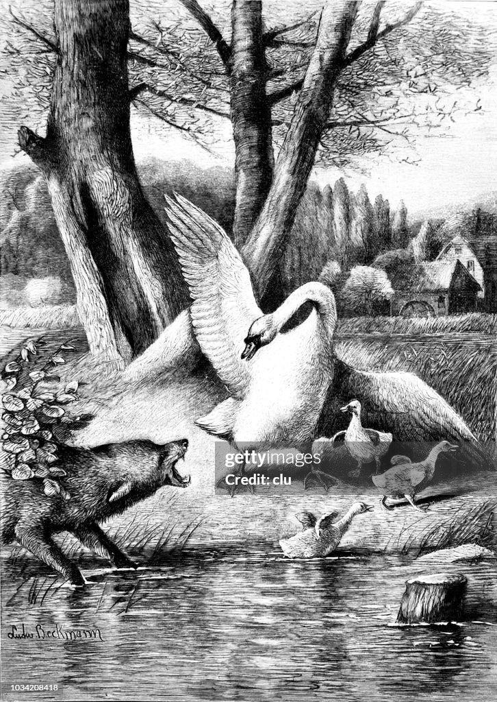 Goose mother defends her offspring against a wolf