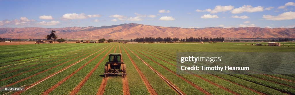 Tractor cultivating between wide rows of spinach