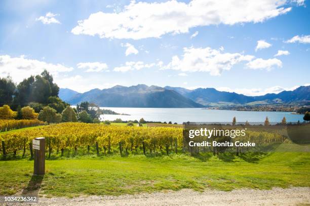 rows of grapevines in a vineyard, in autumn, lake wanaka - wanaka stock-fotos und bilder