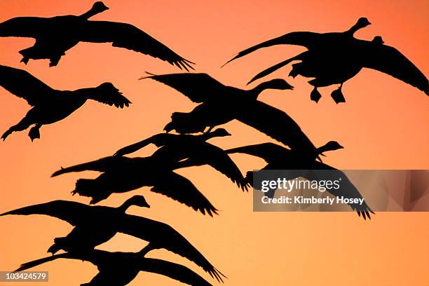 geese flying at sunset - arizona bird stock pictures, royalty-free photos & images