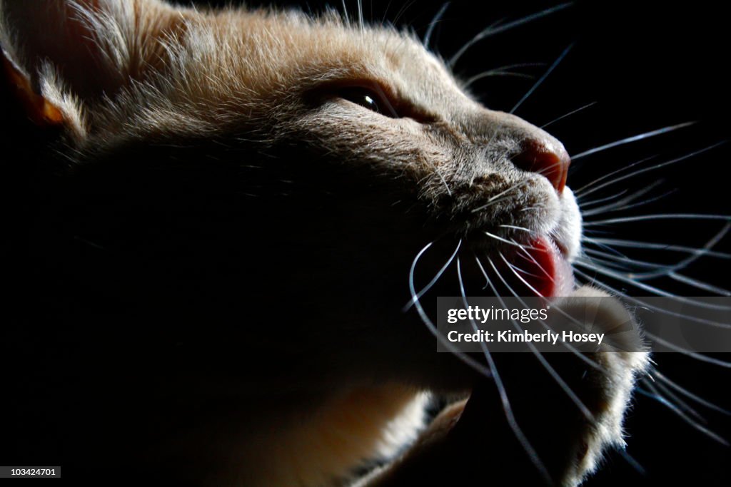 Cat bathes in dramatic lighting
