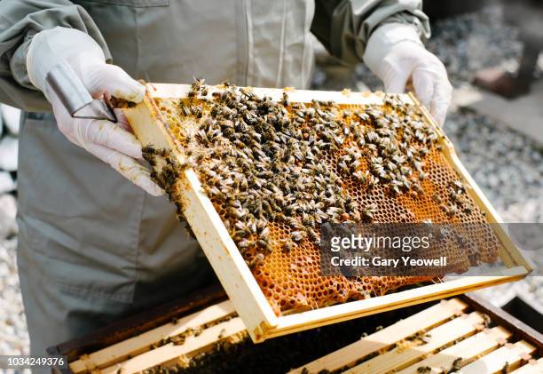 bee keeper working in his garden - colony fotografías e imágenes de stock