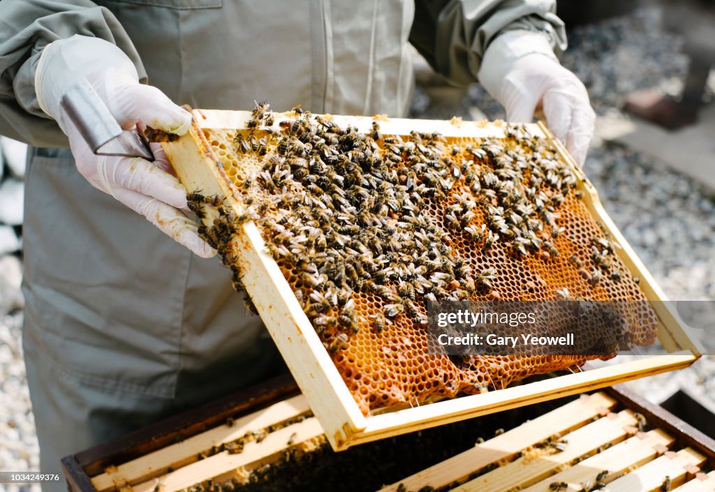 Bee keeper working in his garden