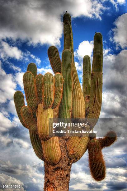 cardón cactus - echinopsis atacamensis (argentina) - cardon stock-fotos und bilder