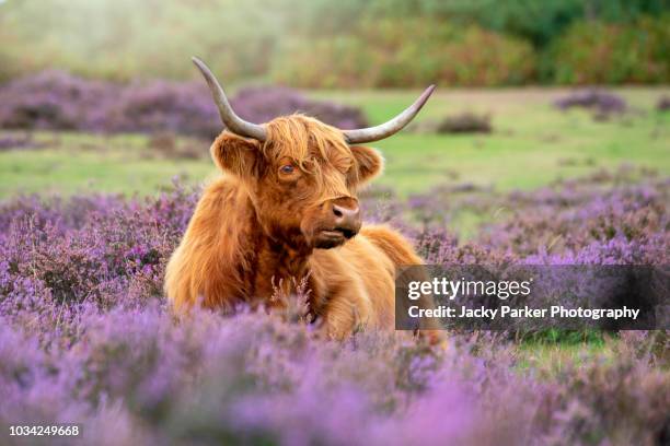 close-up image of a highland cow grazing amongst the late summer flowering purple heather in the new forest national park, hampshire england. - toro animal fotografías e imágenes de stock