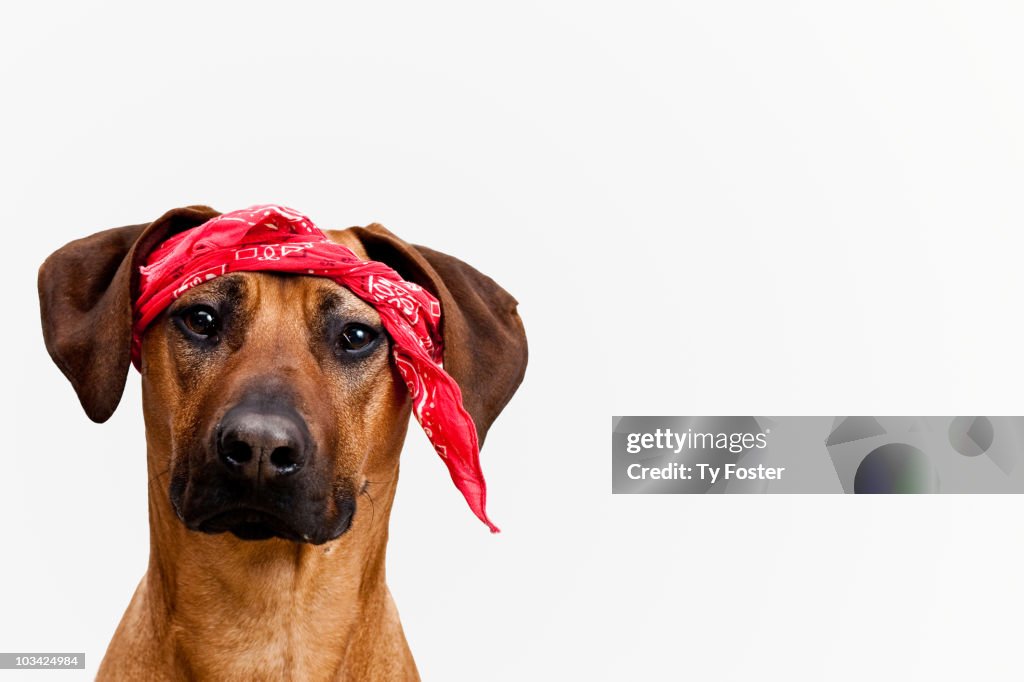 Dog with bandana tied on his head