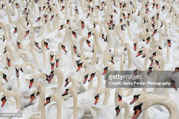 close-up image of a herd of white mute swans - cygnus olor - swan stock-fotos und bilder