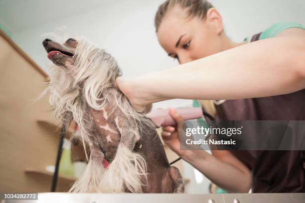 grooming the hair of the chinese crested dog - cão chinês de crista imagens e fotografias de stock