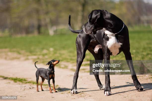 great dane and miniature pinscher - alano tedesco foto e immagini stock