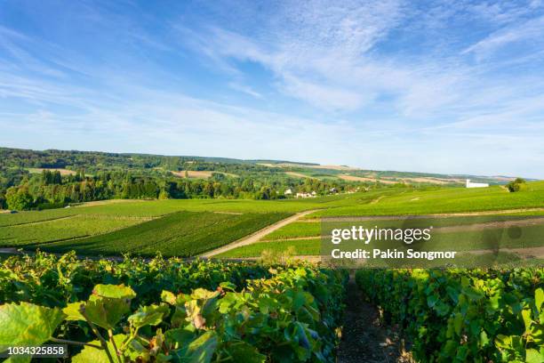 vine grape in champagne vineyards at montagne de reims countryside village background - reims imagens e fotografias de stock