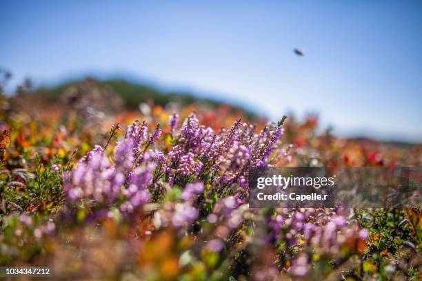 nature - plante - bruyère - heather fotografías e imágenes de stock