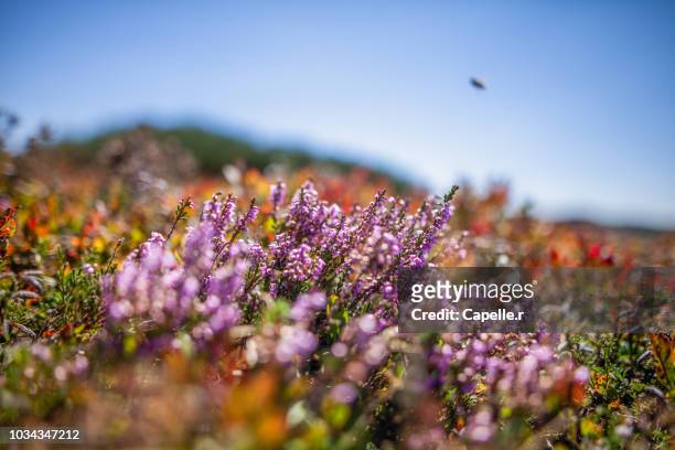 nature - plante - bruyère - heather stock pictures, royalty-free photos & images
