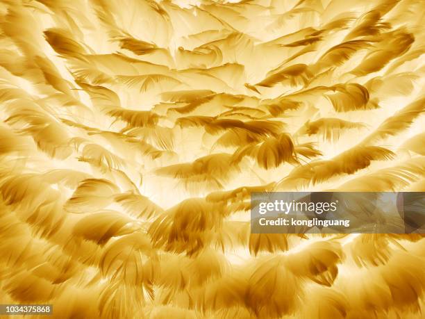 feather covering background - down feather stock pictures, royalty-free photos & images