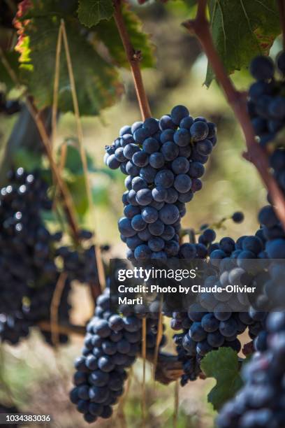 grapes of pinot noir, lavaux, switzerland - pinot noir grape - fotografias e filmes do acervo