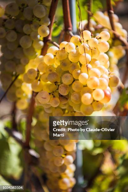 chasselas grapes, lavaux, switzerland - kanton waadt stock-fotos und bilder