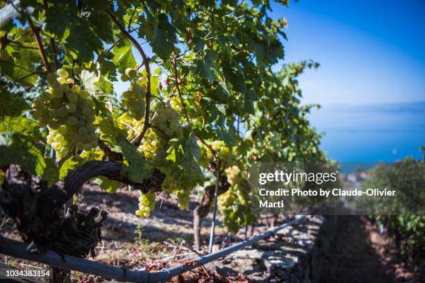 the famous lavaux vineyard terraces - kanton waadt stock-fotos und bilder