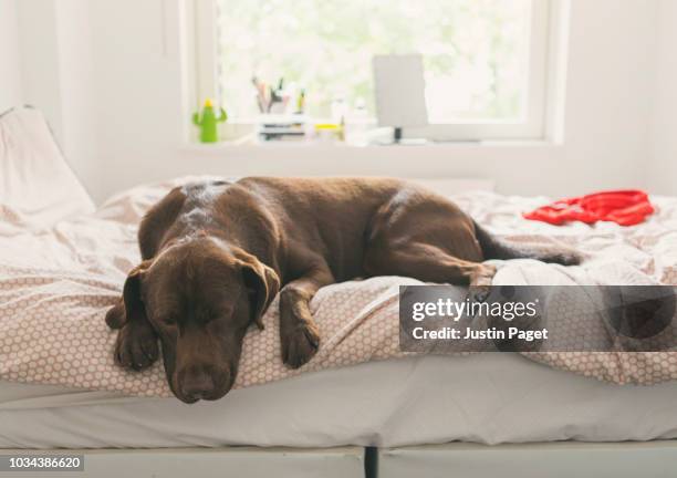 pet dog asleep on teen's bed - sleeping dog stock pictures, royalty-free photos & images