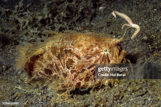 hairy straited frogfish fishing - fishing hook underwater stock pictures, royalty-free photos & images