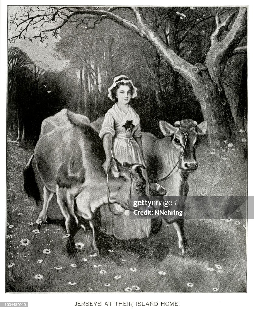 Jersey cows and milkmaid halftone