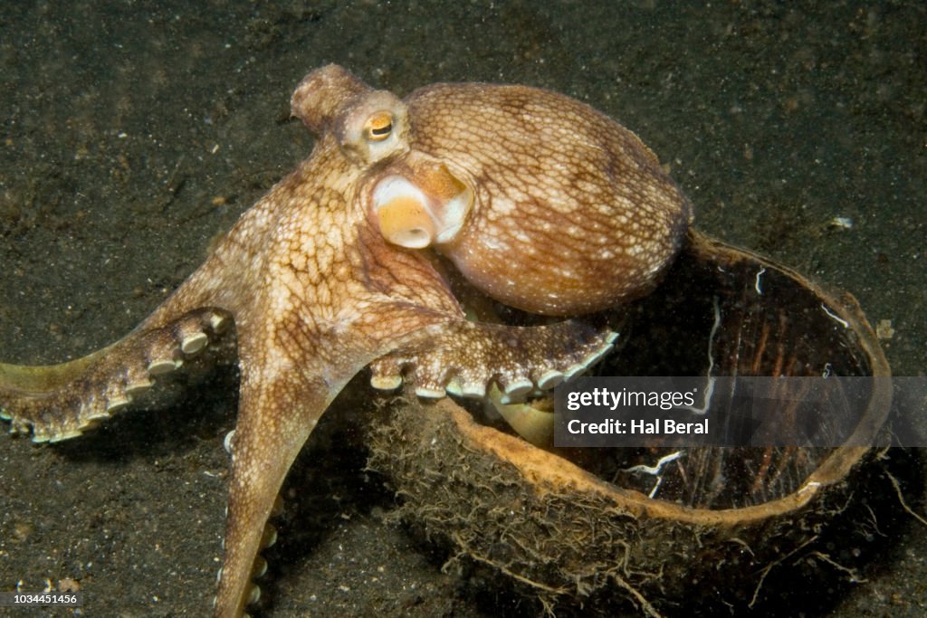 Octopus In Shell Veined Octopus Also Called Coconut Shell Octopus High-Res Stock Photo ...