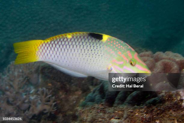 checkerboard wrasse in intermediate form - wrasses stock pictures, royalty-free photos & images