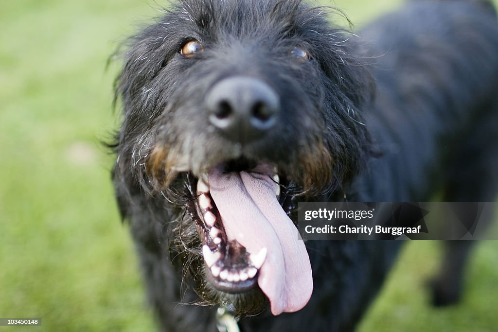 Black hair Dog