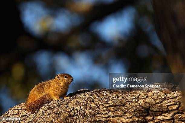 Rock dassie sits on a tree branch on July 19, 2010 in the Edeni Game Reserve, South Africa. Edeni is a 21,000 acre wilderness area with an abundance...