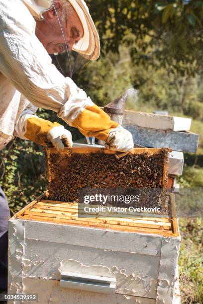 beekeeper is working with bees. - beeswax stock pictures, royalty-free photos & images