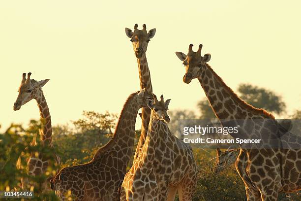 Tower of giraffes at sunrise in the Mashatu game reserve on July 27, 2010 in Mapungubwe, Botswana. Mashatu is a 46,000 hectare reserve located in...