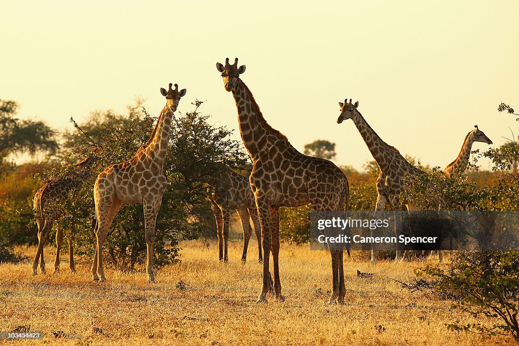 An African Safari