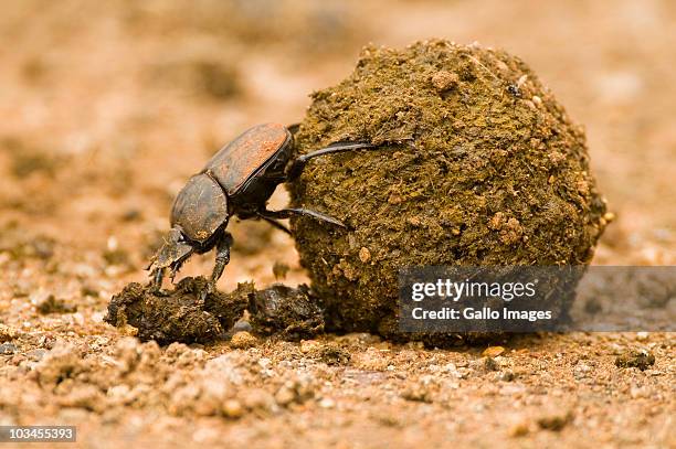 close-up of dung beetle pushing dung ball, ndumo game reserve, south africa - mestkever stockfoto's en -beelden