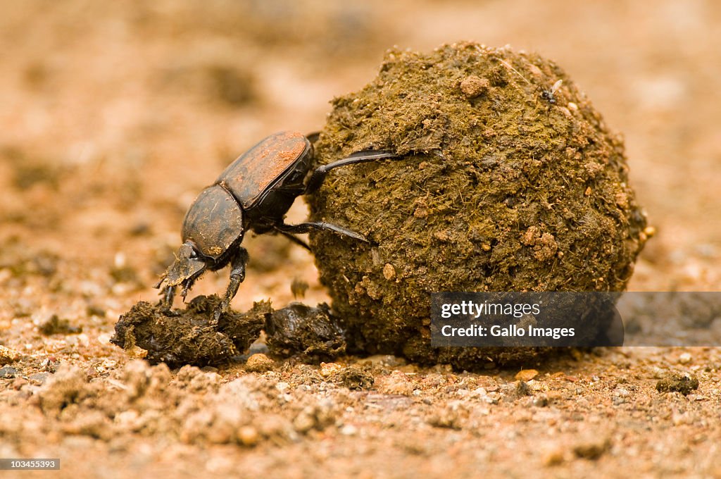Close-up of Dung beetle pushing dung ball, Ndumo Game Reserve, South Africa