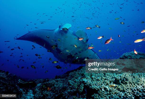 manta ray (manta birostris) swimming with a school of fish, mozambique - manta ray mozambique stock pictures, royalty-free photos & images