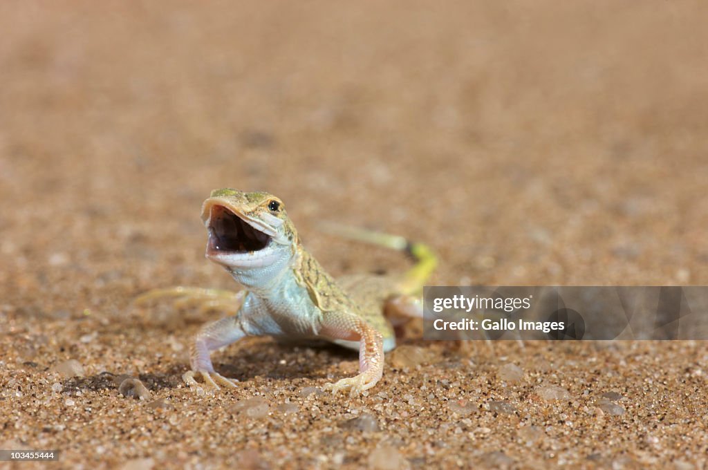 Anchietas Desert Lizard Namib Desert Namibia High Res Stock Photo anchietas-desert-lizard-namib-desert-namibia-high-res-stock-photo